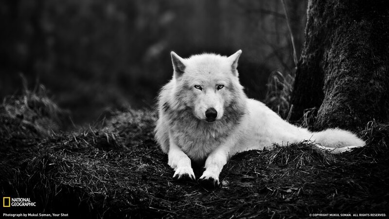 White Wolf Lying Down — Black, Dramatic, Photograph, Tree