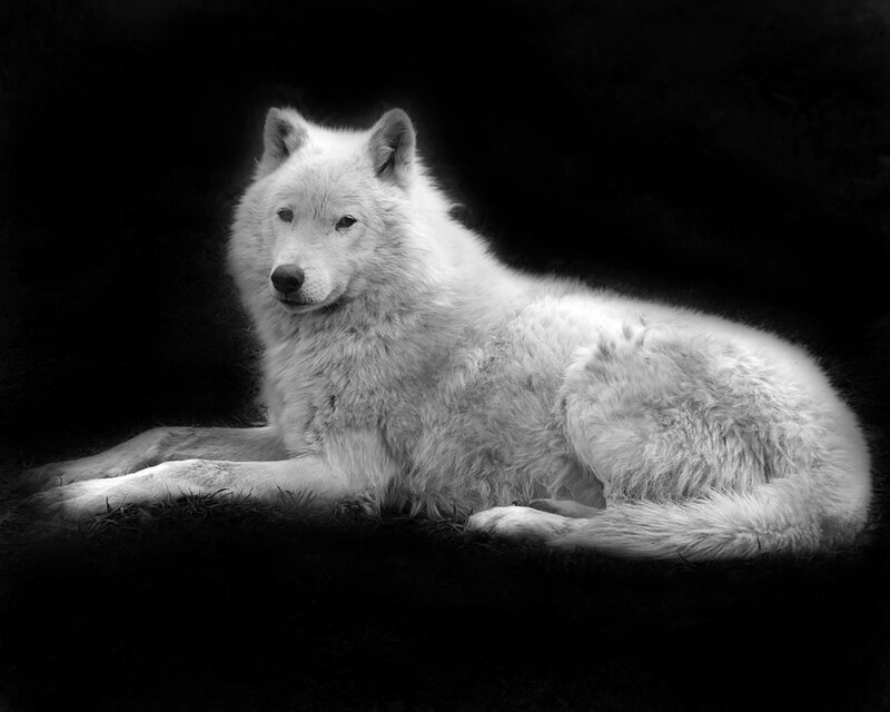 White Wolf Lying Down — Black, Dramatic