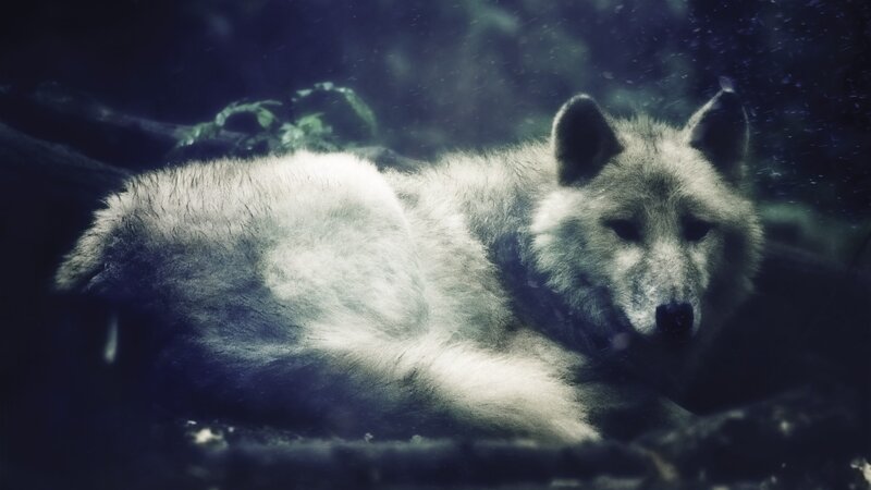 White Wolf Lying Down — Blue, Dark