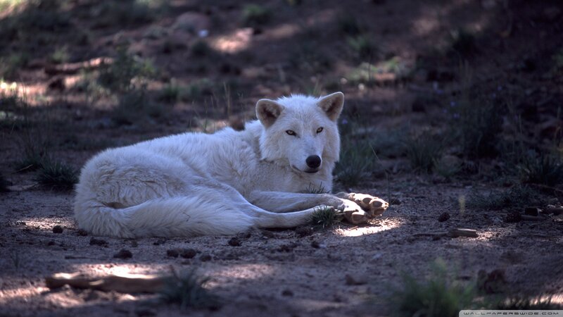 White Wolf Lying Down — Calm, Afternoon, Photograph, Dirt Ground, Grass