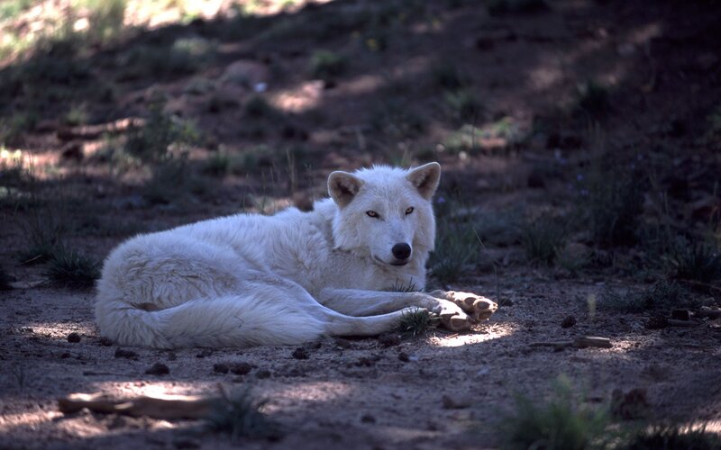 White Wolf Lying Down — Calm, Afternoon, Photograph, Dirt Ground
