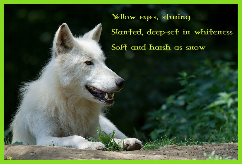 White Wolf Lying Down — Calm, Afternoon, Photograph, Grass