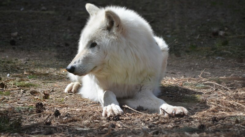 White Wolf Lying Down — Calm, Afternoon, Photograph, Ground, Pine Cones