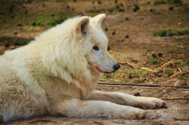 White Wolf Lying Down — Calm, Afternoon, Photograph, Ground