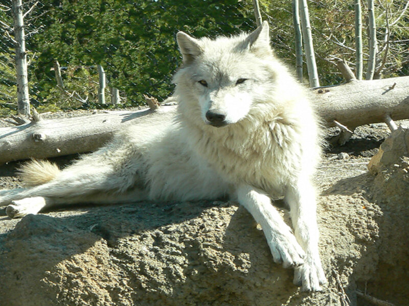 White Wolf Lying Down — Calm, Afternoon, Photograph, Log