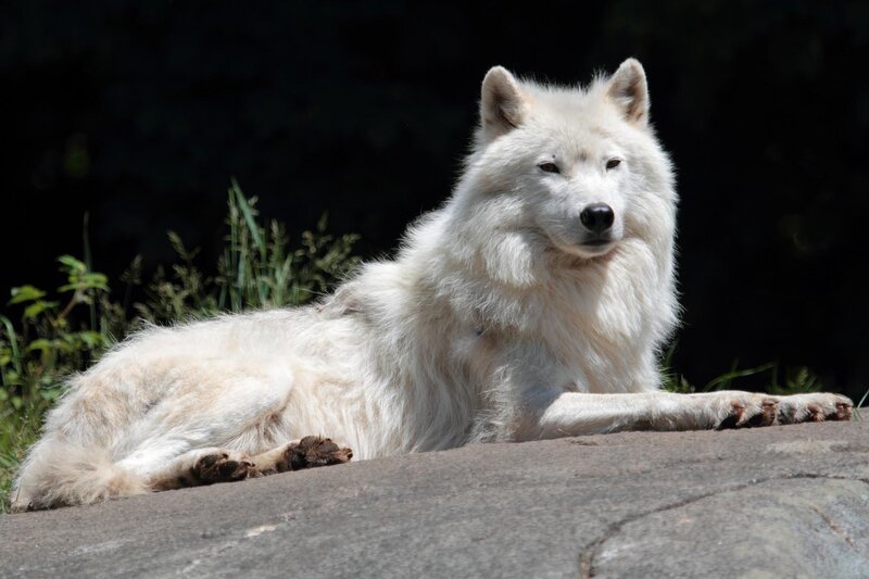 White Wolf Lying Down — Calm, Afternoon, Photograph, Rock, Grass