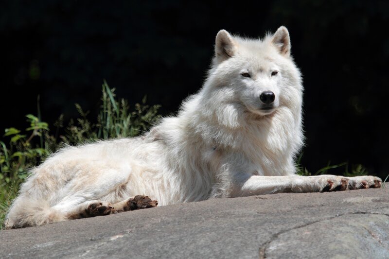 White Wolf Lying Down — Calm, Afternoon, Photograph, Rock