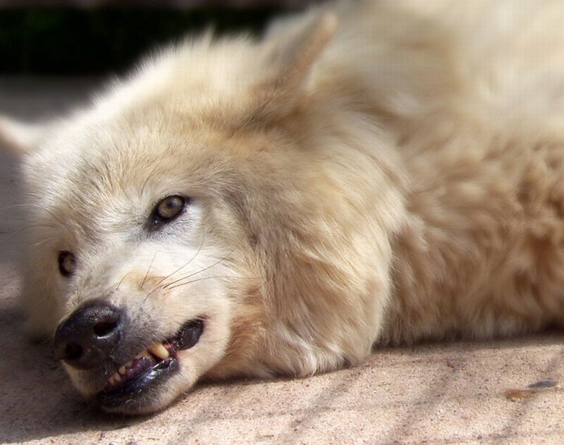White Wolf Lying Down — Calm, Afternoon, Photograph