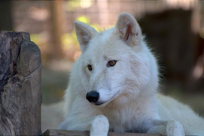White Wolf Lying Down — Calm, Afternoon, Photograph, Wooden Post