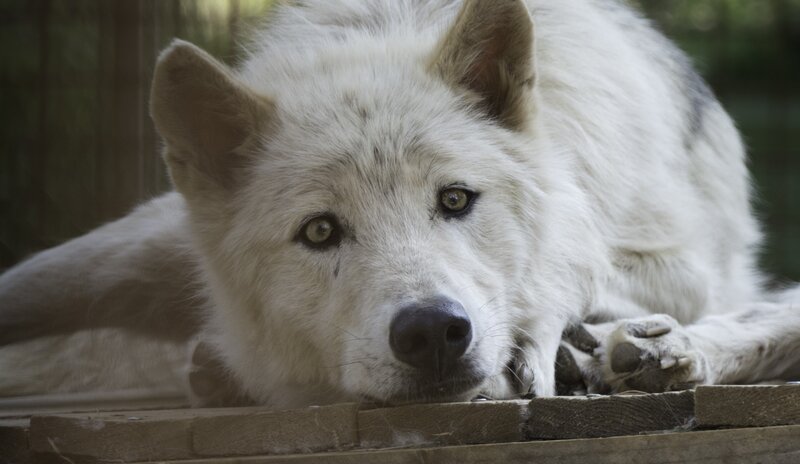 White Wolf Lying Down — Calm, Afternoon, Photograph, Wooden Surface