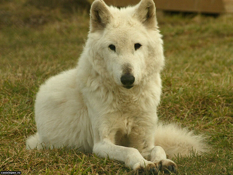 White Wolf Lying Down — Calm, Afternoon