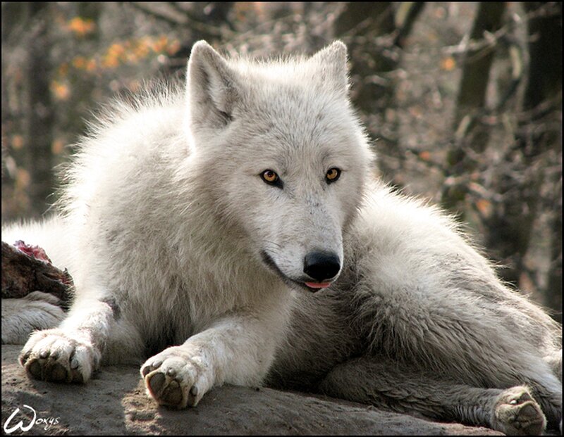 White Wolf Lying Down — Calm, Autumn, Photograph