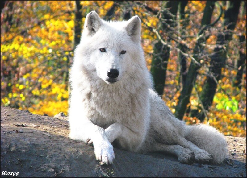 White Wolf Lying Down — Calm, Autumn, Photograph, Tree