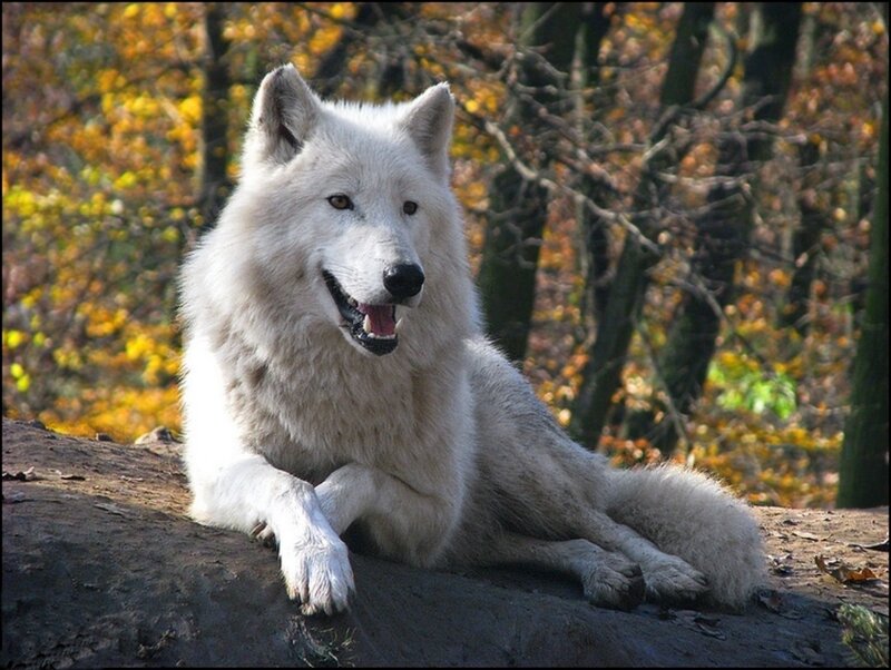 White Wolf Lying Down — Calm, Autumn