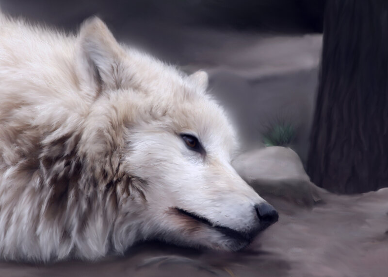 White Wolf Lying Down — Calm, Digital Art