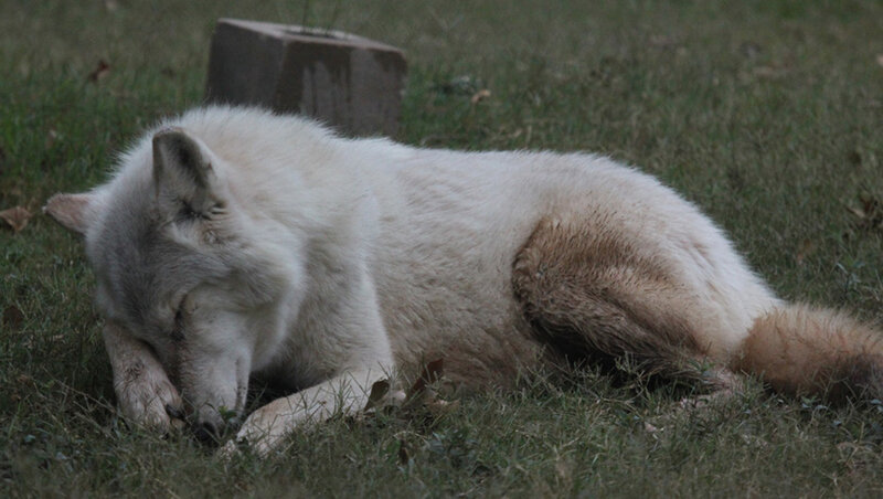 White Wolf Lying Down — Calm, Night, Photograph