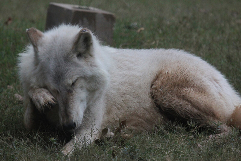 White Wolf Lying Down — Calm, Night