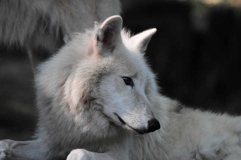 White Wolf Lying Down — Calm, Photograph, Dark Background