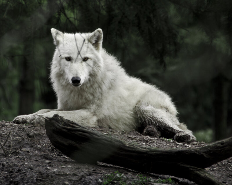 White Wolf Lying Down — Calm, Photograph, Forest, Log