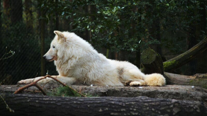 White Wolf Lying Down — Calm, Photograph, Forest