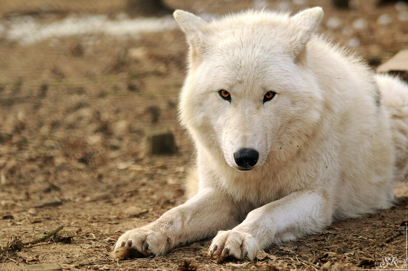 White Wolf Lying Down — Calm, Photograph, Ground, Eyes