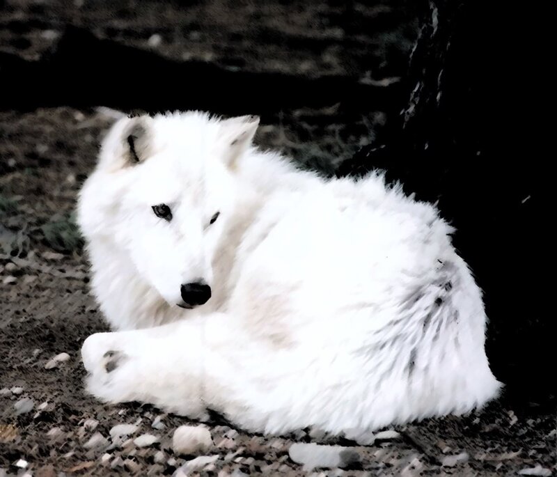 White Wolf Lying Down — Calm, Photograph, Ground