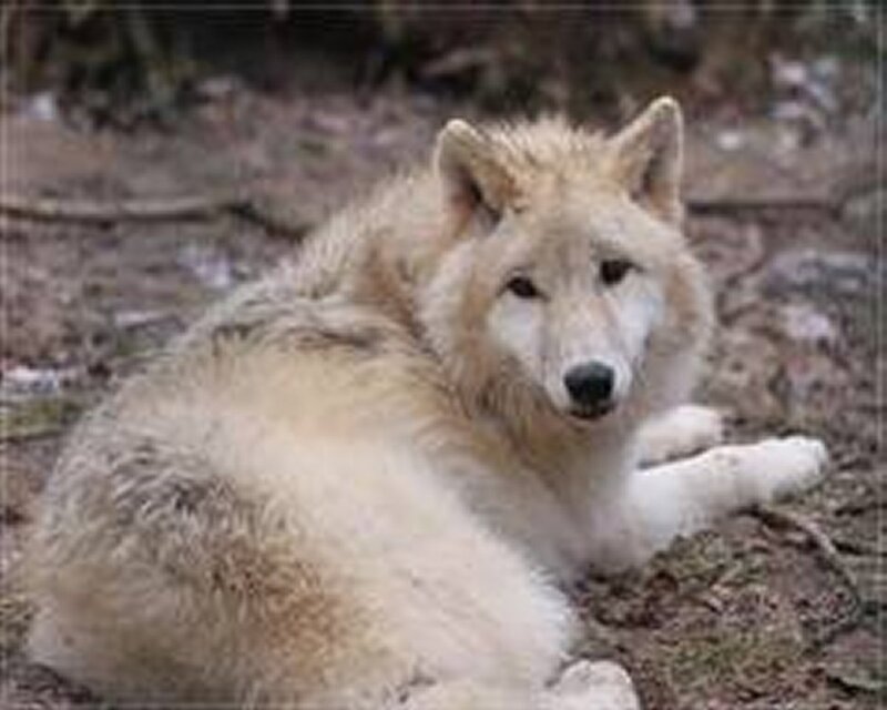 White Wolf Lying Down — Calm, Photograph, Ground, Trees