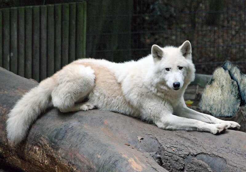 White Wolf Lying Down — Calm, Photograph, Log