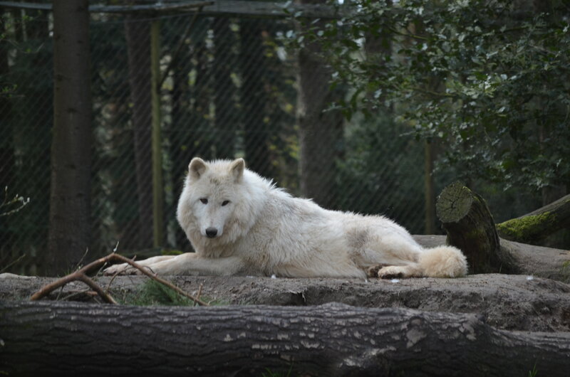 White Wolf Lying Down — Calm, Photograph, Log, Tree