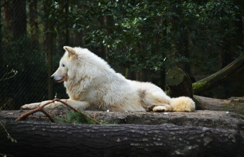 White Wolf Lying Down — Calm, Photograph, Log, Trees