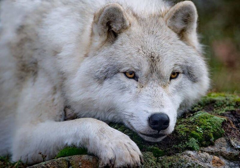 White Wolf Lying Down — Calm, Photograph, Moss