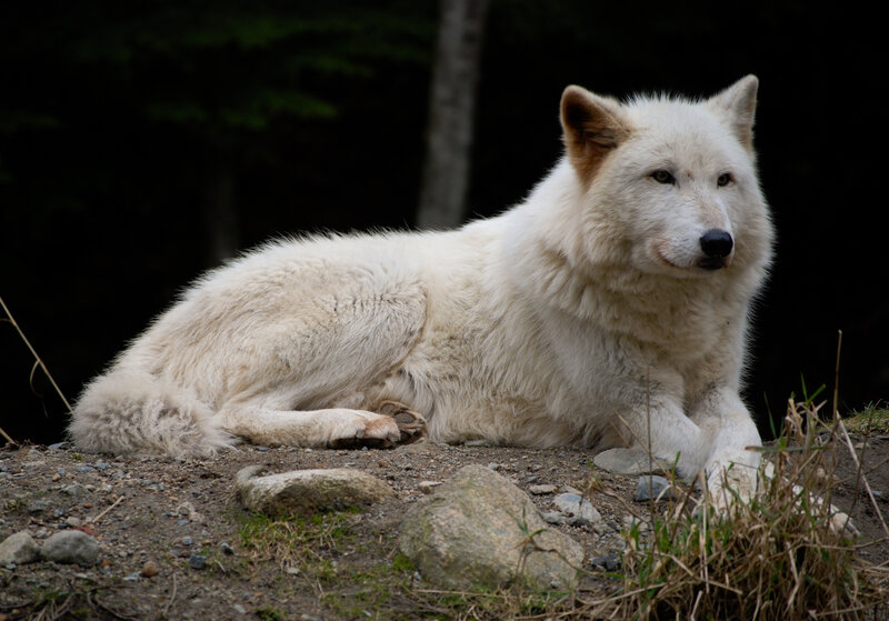 White Wolf Lying Down — Calm, Photograph, Rocks, Grass