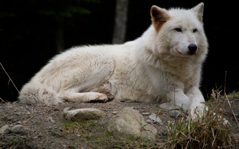 White Wolf Lying Down — Calm, Photograph, Rocks, Grass, Trees