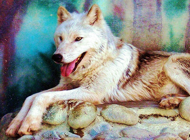 White Wolf Lying Down — Calm, Photograph, Rocks