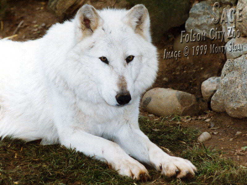White Wolf Lying Down — Calm, Photograph