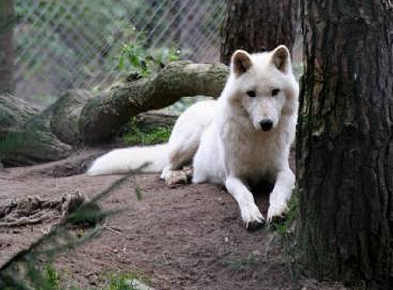White Wolf Lying Down — Calm, Photograph, Tree