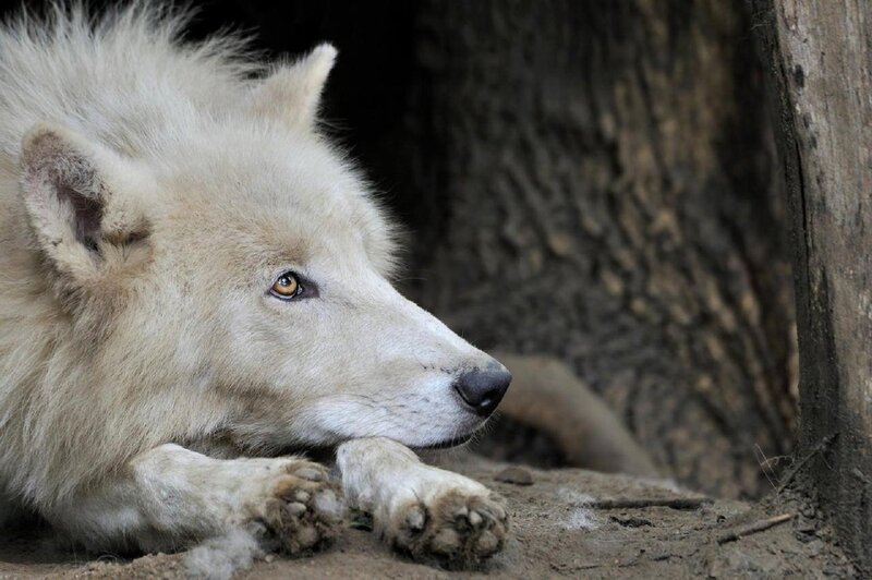 White Wolf Lying Down — Calm, Photograph, Tree Trunk