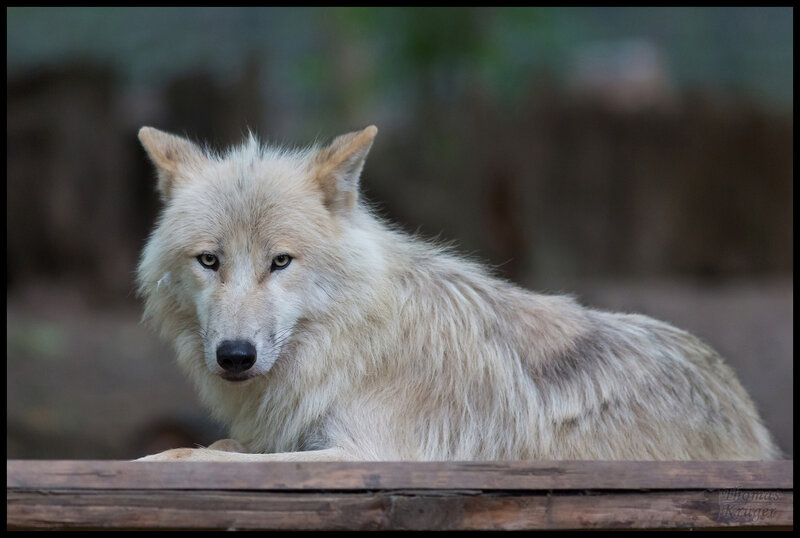 White Wolf Lying Down — Calm, Photograph, Wooden Beam