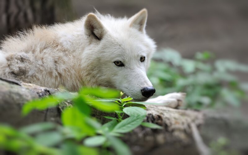 White Wolf Lying Down — Calm, Spring