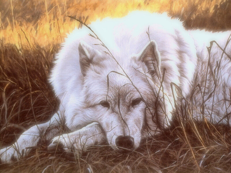 White Wolf Lying Down — Calm, Sunset