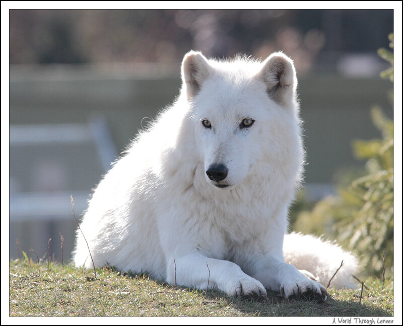 White Wolf Lying Down — Calm