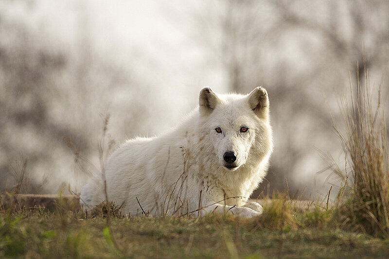White Wolf Lying Down — Calm, Winter, Photograph
