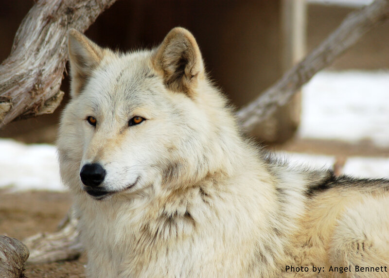 White Wolf Lying Down — Calm, Winter