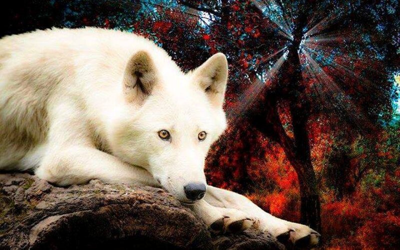 White Wolf Lying Down — Dramatic, Autumn