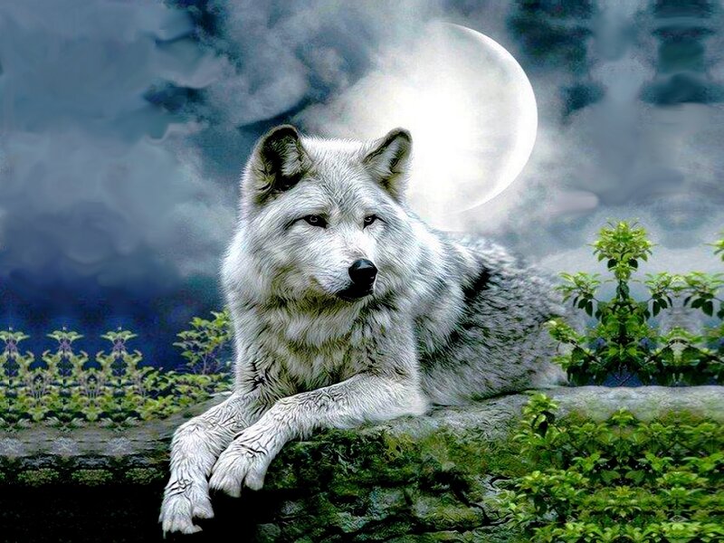 White Wolf Lying Down — Dramatic