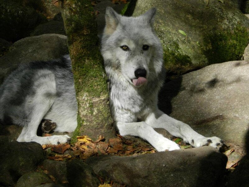 White Wolf Lying Down — Gray, Calm, Autumn