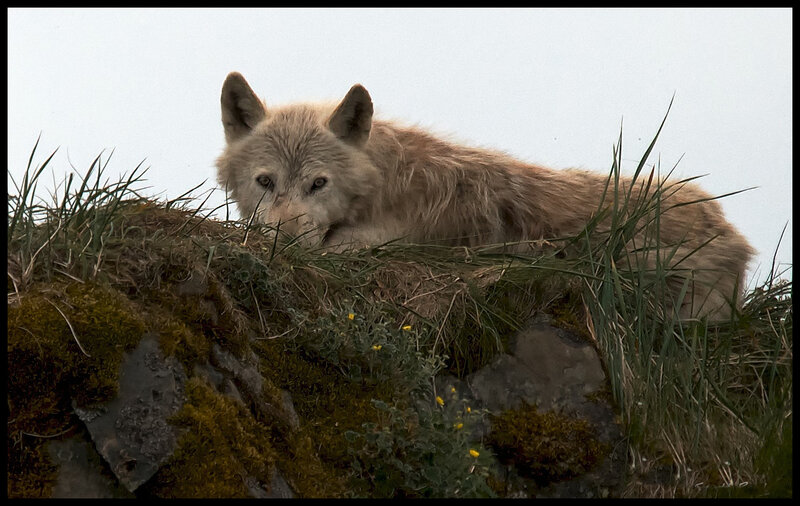 White Wolf Lying Down — Gray, Calm, Photograph