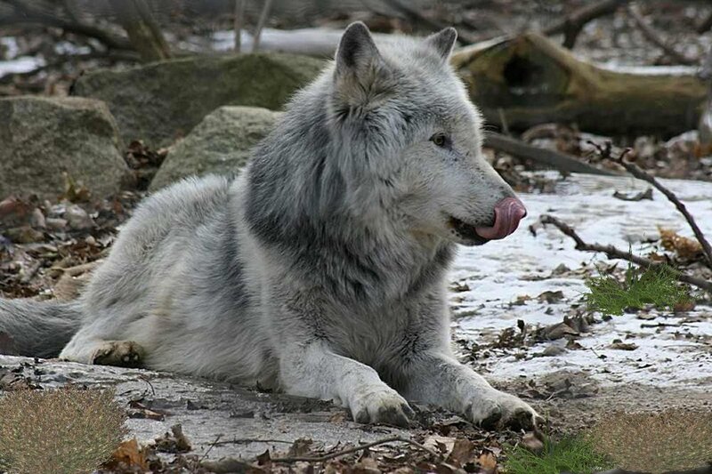 White Wolf Lying Down — Gray, Calm