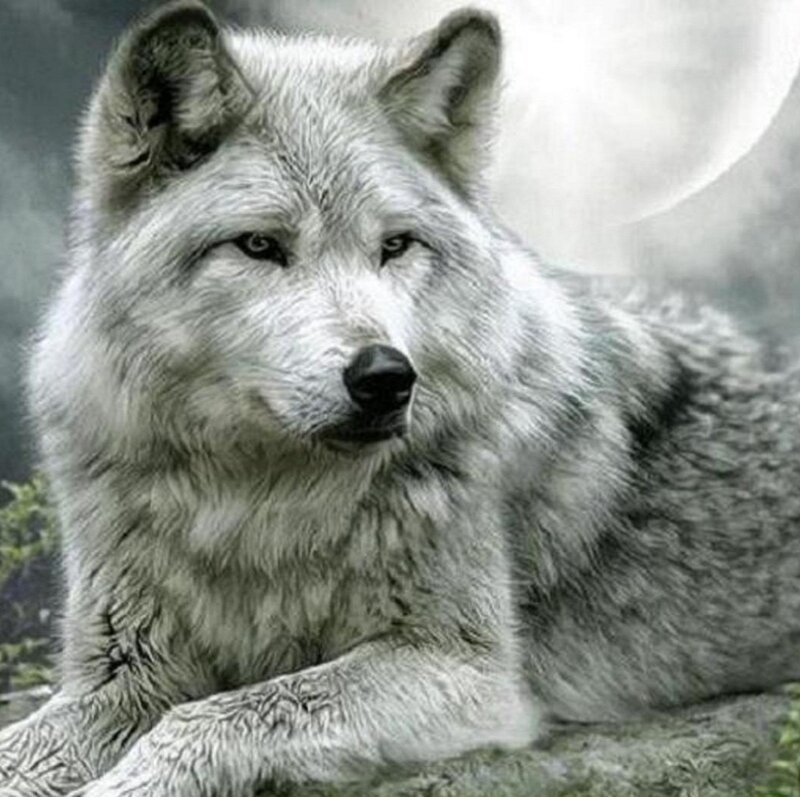 White Wolf Lying Down — Gray, Dramatic, Night