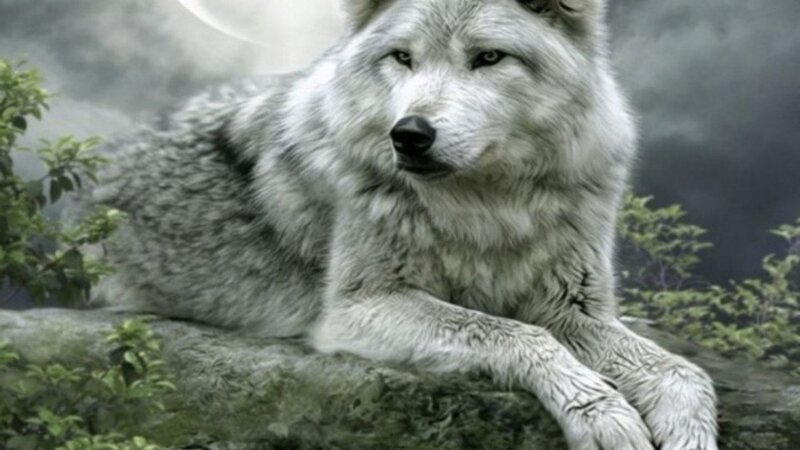 White Wolf Lying Down — Gray, Dramatic